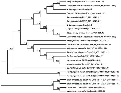 Isotocin Regulates Growth Hormone but Not Prolactin Release From the Pituitary of Ricefield Eels